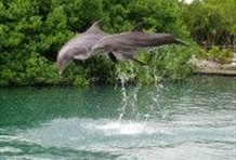 Dolphin Swim Adventure